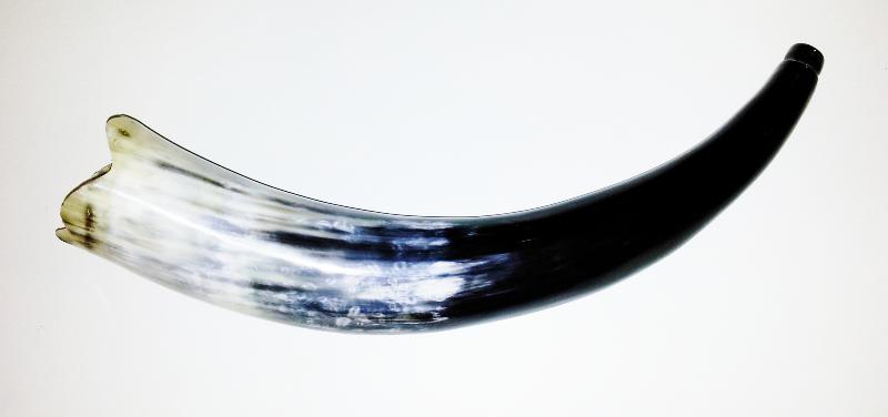 Olifant ou corne de brume en corne de zébu de 35 cm